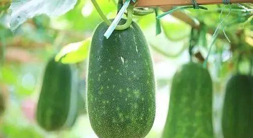 吃瓜眼睛痒,揭秘网络热议背后的健康隐患