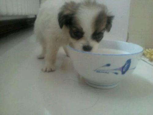 幼犬可以吃土瓜吗怎么吃,土瓜的食用方法与注意事项