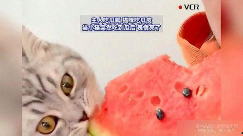 猫吃不吃瓜,揭秘猫咪对瓜果的神秘态度