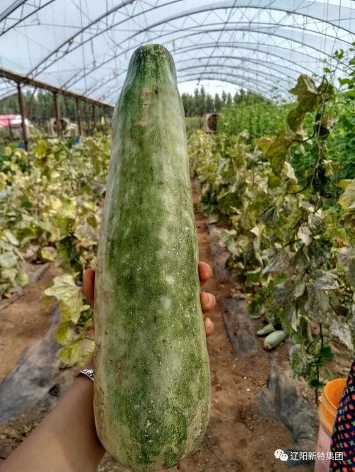 带你吃瓜电车悖论,带你探索道德选择的伦理困境