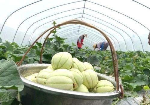 吃瓜亭何大江,何大江的传奇人生与瓜界风云