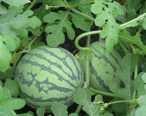 怀孕可以吃荀瓜吗,荀瓜在孕期中的适宜食用与注意事项