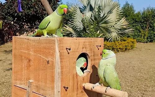 瓜老是被鸟吃,一场生态生存的传奇故事