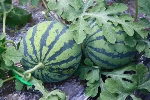 吃西瓜吃瓜还是瓜,吃瓜还是瓜，揭秘夏日消暑佳品