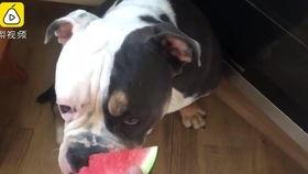 猫打狗狗吃瓜,一场宠物界的趣味对决